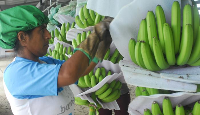 El Banano De Guatemala Se Toma Ee Uu Y El De Ecuador