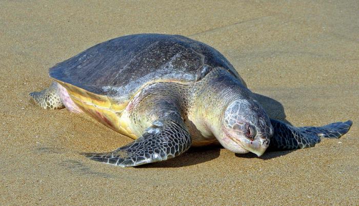 tortuga playas
