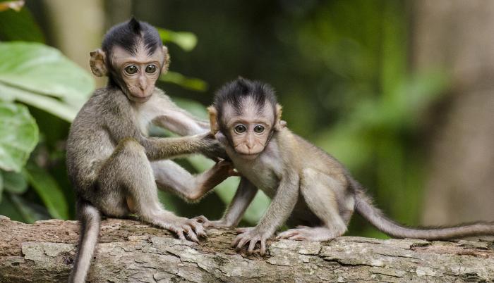 coronavirus-monos-experimentos