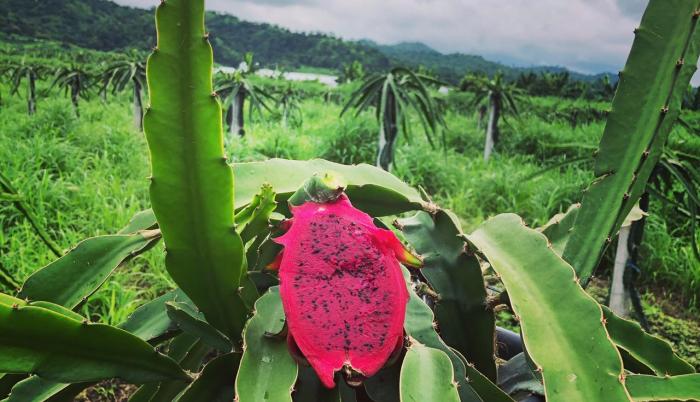 Pitahaya morada