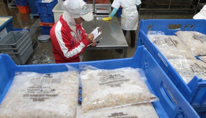 Camarón producción
