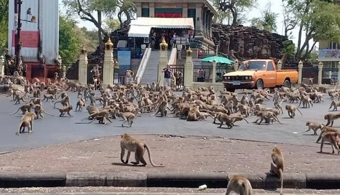 monos