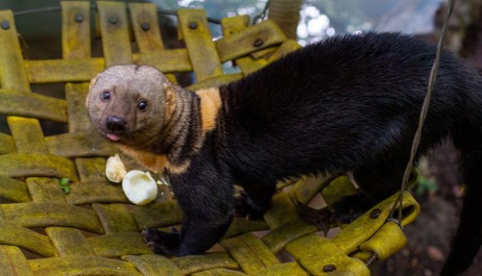 Zoológico de Quito, en crisis por el coronavirus. Foto: Twitter Zoológico de Quito. Marzo 2020.