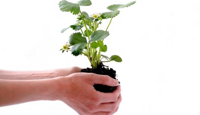 planta