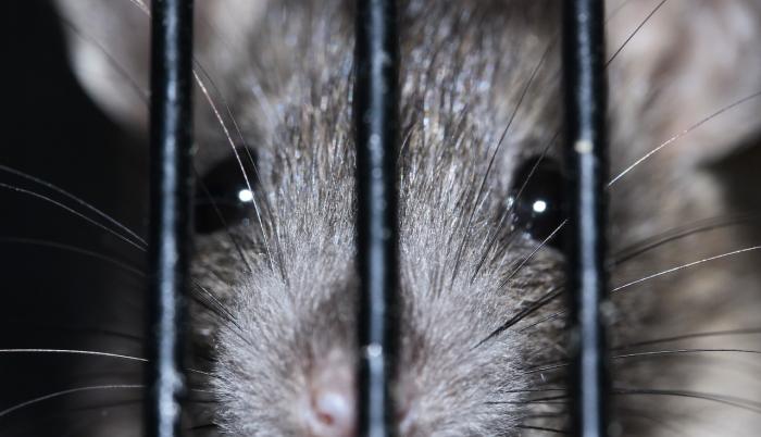 ratas-coronavirus-hantavirus