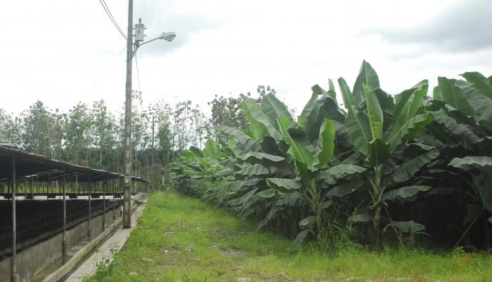 banano hacienda