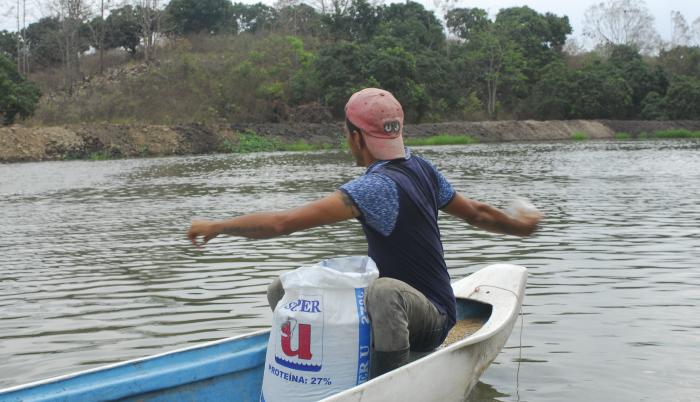Camarón alimentación