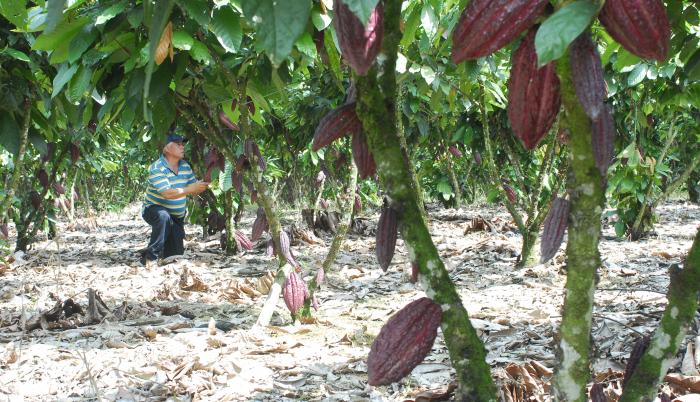 Producción de cacao