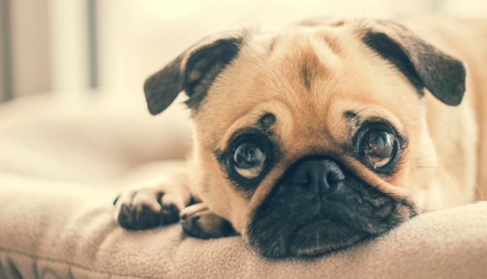 perro