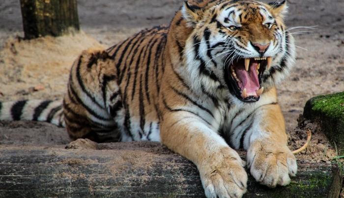 tigre coronavirus