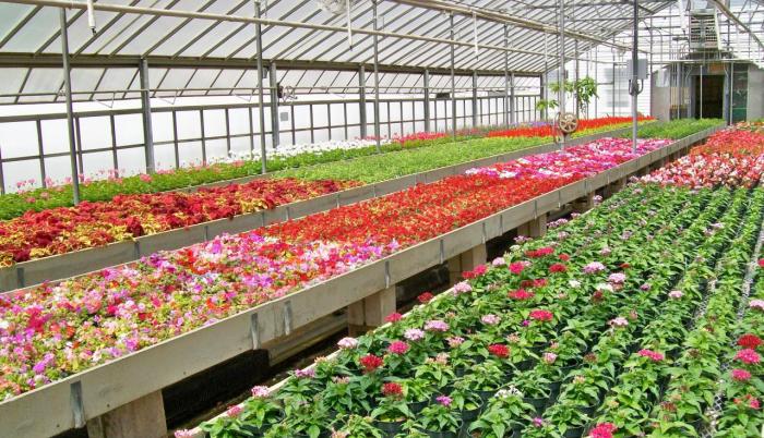 floricultura-9