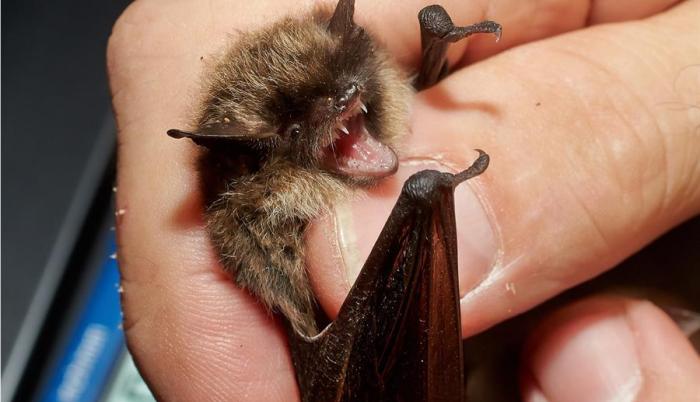 coronavirus-murcielagos-covid-19-myanmar