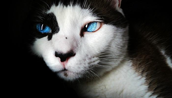coronavirus-gatos-mascotas.jpg