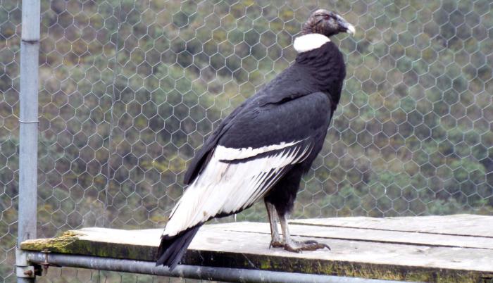 cóndor