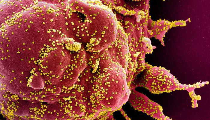 Coronavirus
