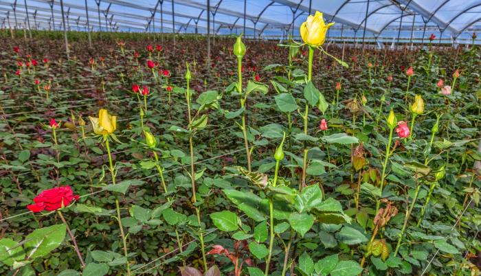 floricultura ecuador