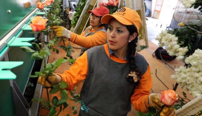 flores+producción+exportación