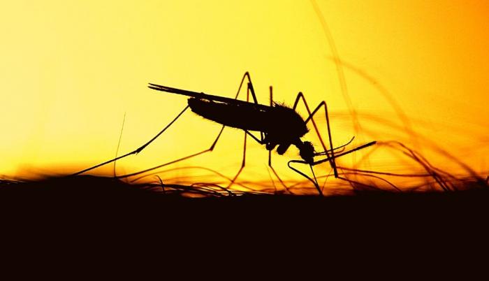 dengue-zika-fiebre-amarilla-mosquito-zancudo