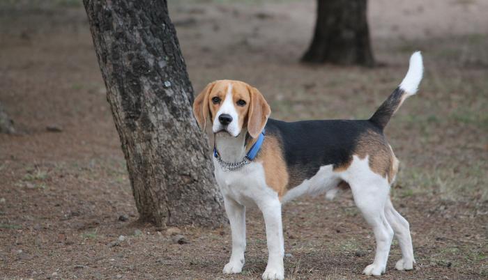 pueden un foxhound americano y un perro koyun ser amigos