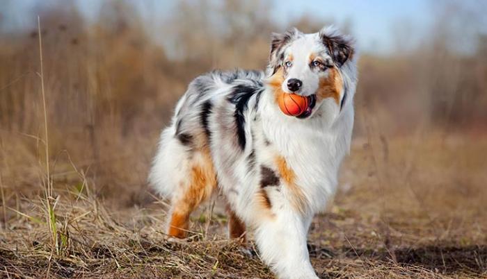 pastor-australiano-razas-perros-populares-favoritos-akc