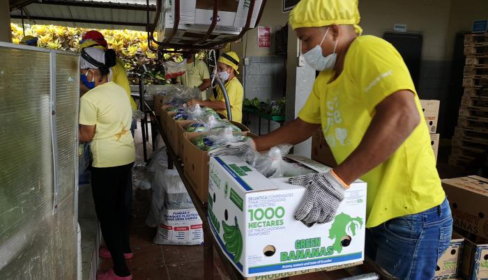 Empacadora de banano en Babahoyo.