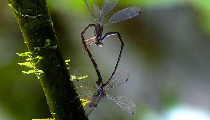 LIBELULA-philogenia_gaiae-ecuador