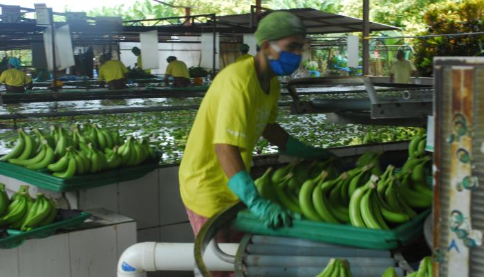 Banano producción durante el Covid-19