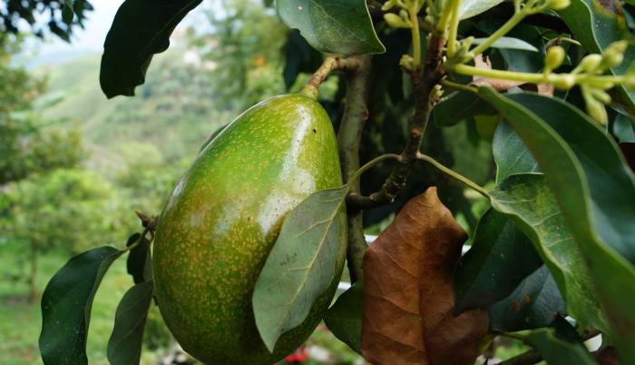 Se derogó norma para la importación de frutos sin requisitos fitosanitarios. Foto: Pixabay. 22 de mayo de 2020.
