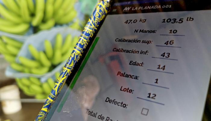 bananas pesaje