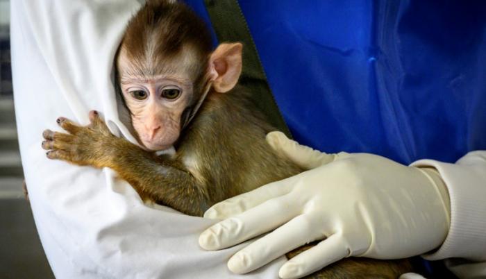 mono tailandia pruebas coronavirus