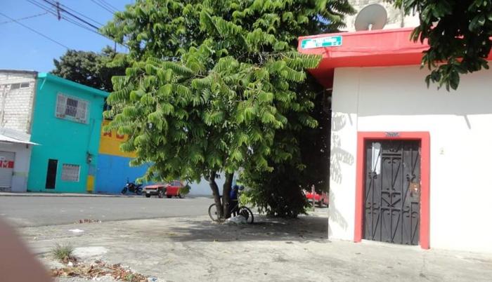 árbol que se debe podar