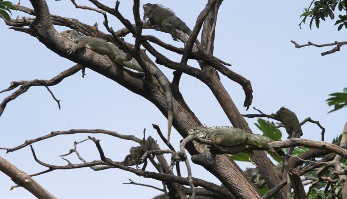Parque de las iguanas