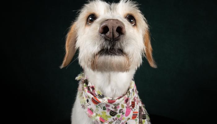 Oli modelo