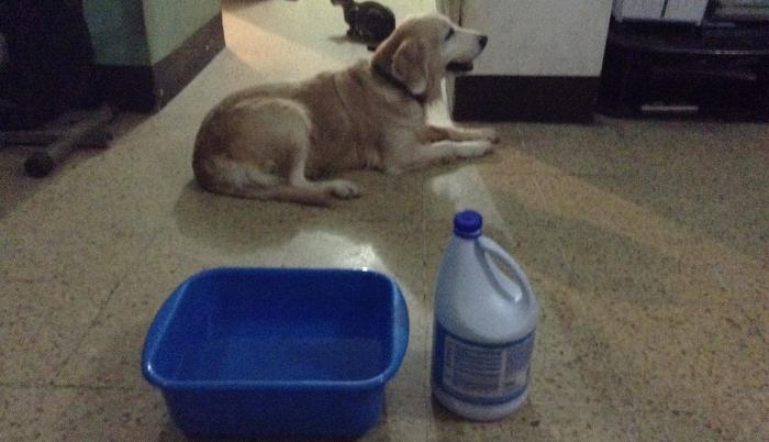 Mascotas-peligro-cloro-coronavirus