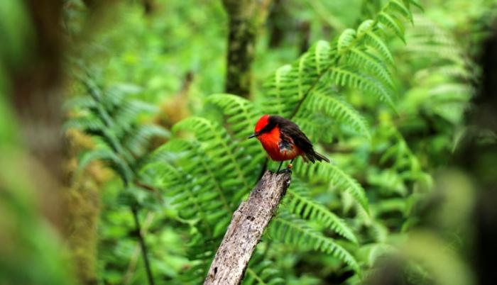 pajaro brujo endemico galapagos