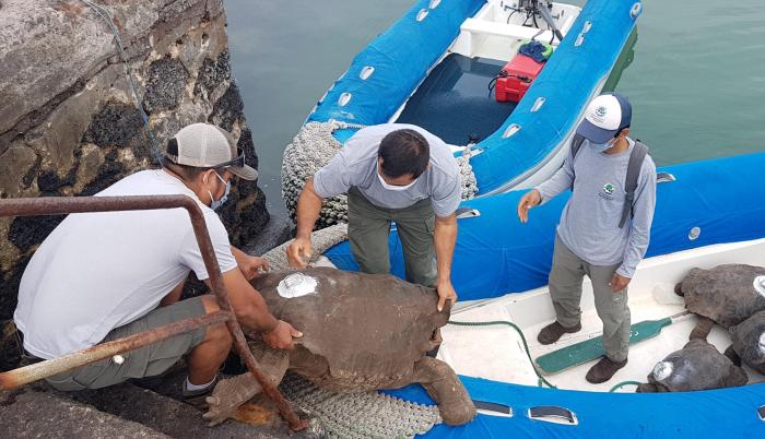 Galápagos_Tortugas_Diego_Inseminación