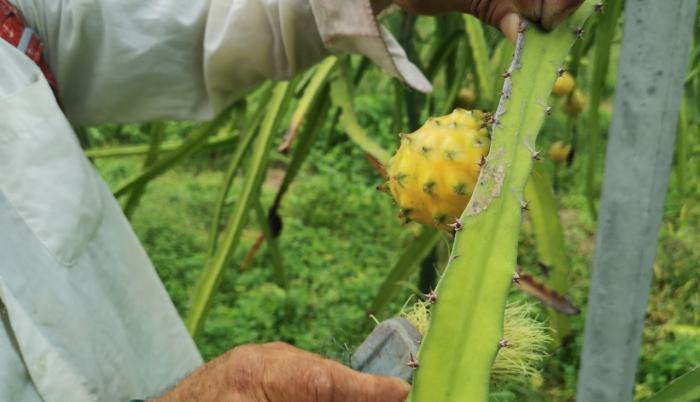 Pitahaya