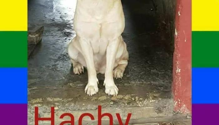 Mascota