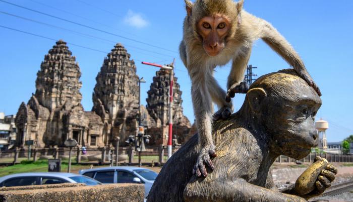 Tailandia_Lopburi_Monos