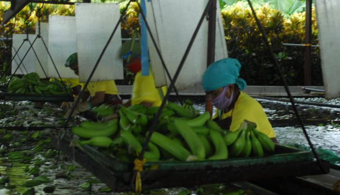 Banana