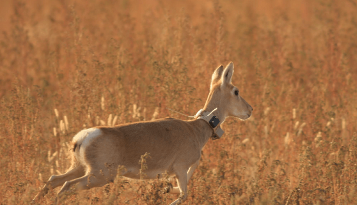 gacela-animales-mongolia