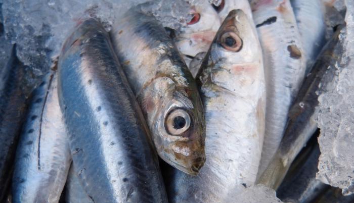 sardinas-comida-animales