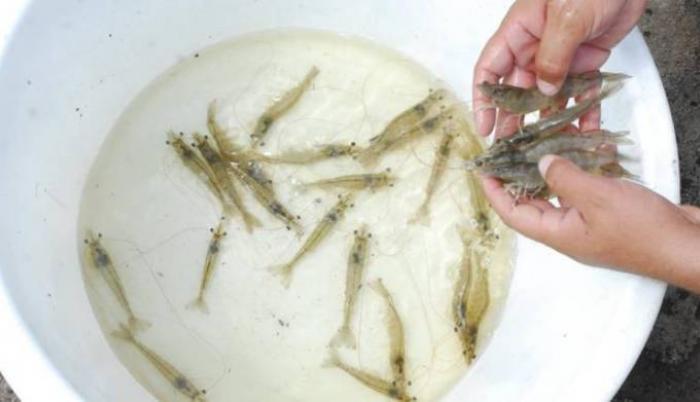 camarones