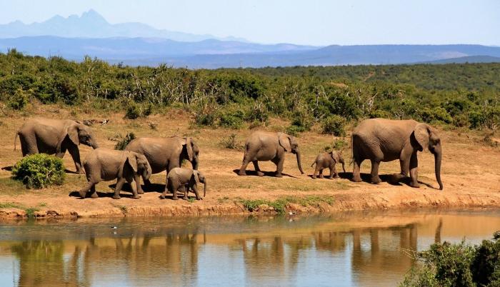 elefantes-africa-animales