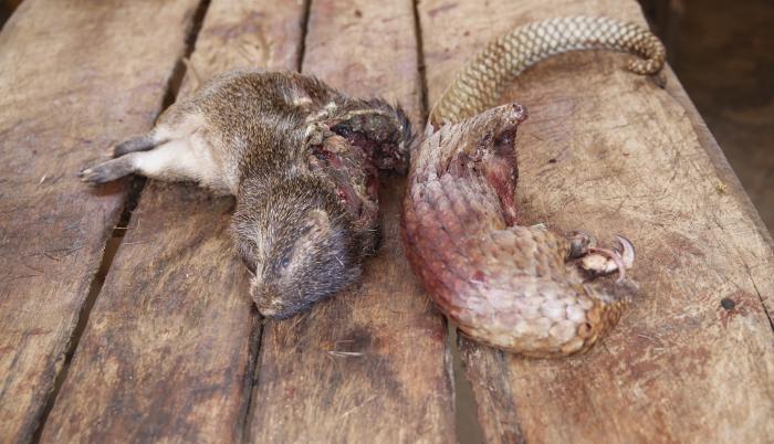 Denuncia_Fauna salvaje_WWF_Asia