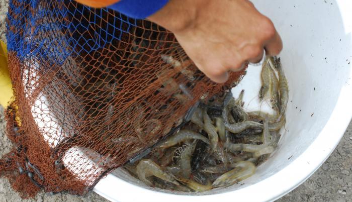 Camarones