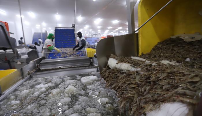 camarón+pandemia+exportación+ecuador