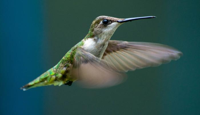 colibri-experimento-foto