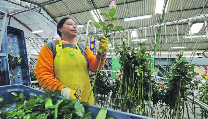 Floricultura en Ecuador