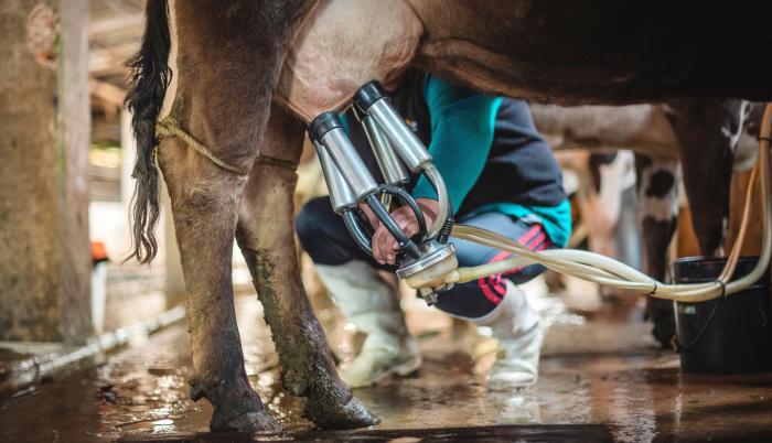 leche+bajas ventas+sector ganadero